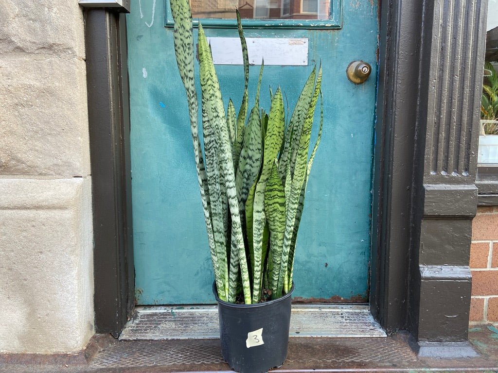 Sansevieria Zeylanica (Snake Plant) - 10" Pot - The Succulent City