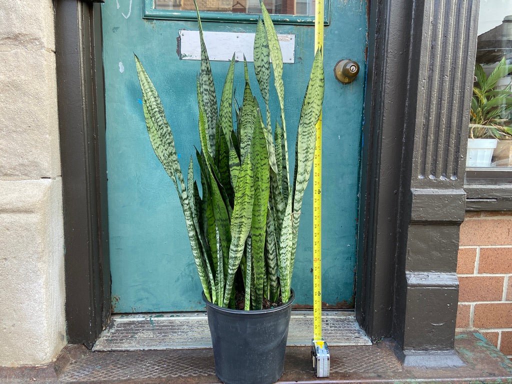 Sansevieria Zeylanica (Snake Plant) - 10" Pot - The Succulent City