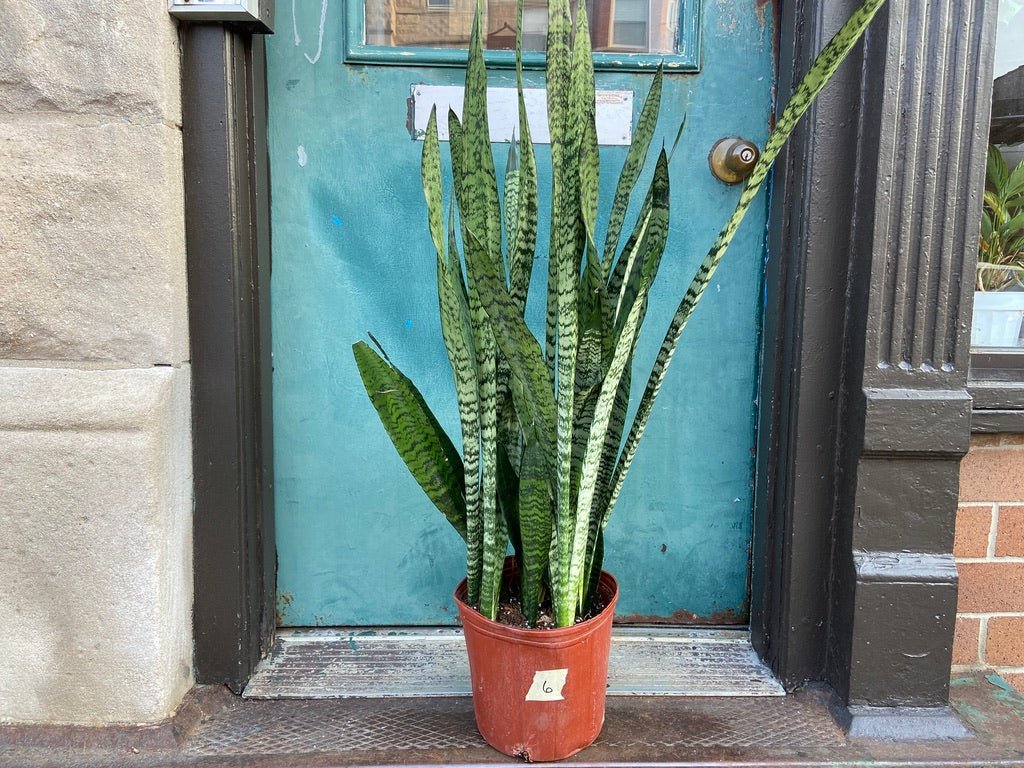 Sansevieria Zeylanica (Snake Plant) - 10" Pot - The Succulent City