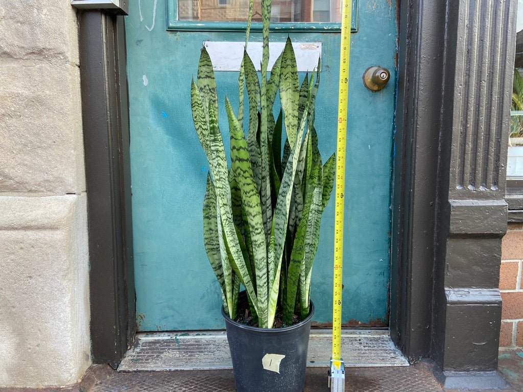 Sansevieria Zeylanica (Snake Plant) - 10" Pot - The Succulent City