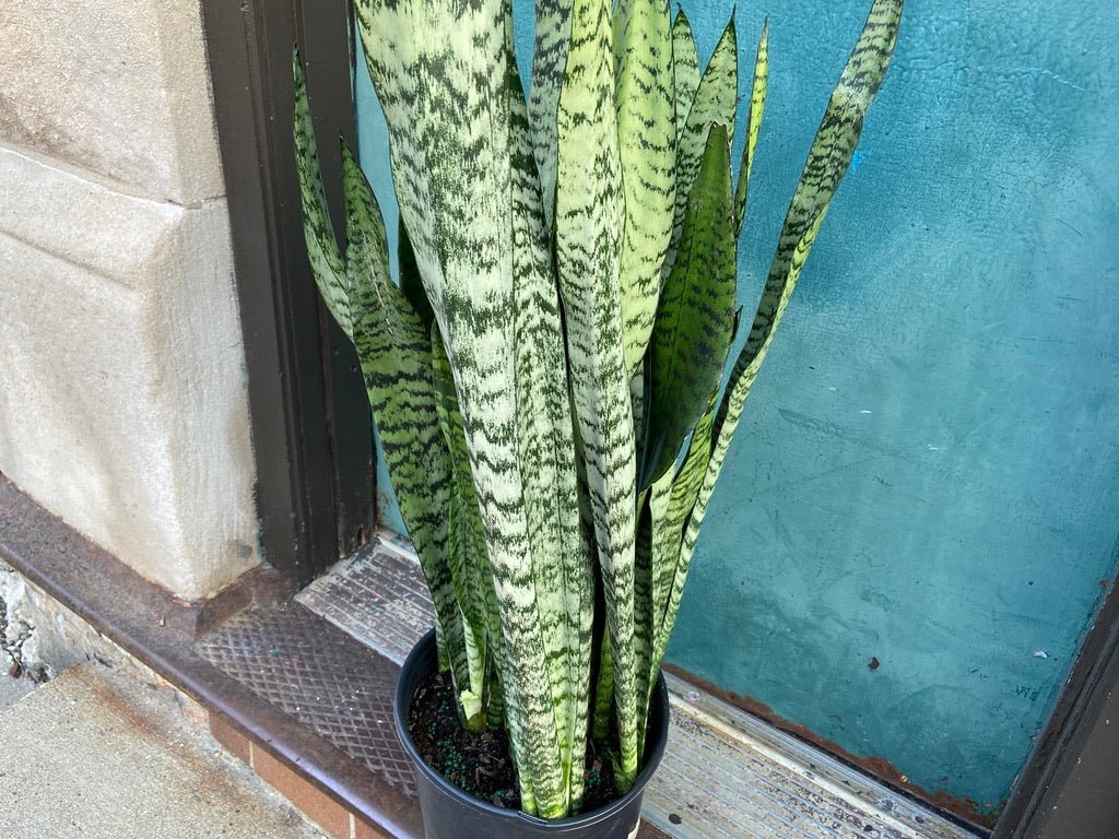 Sansevieria Zeylanica (Snake Plant) - 10" Pot - The Succulent City