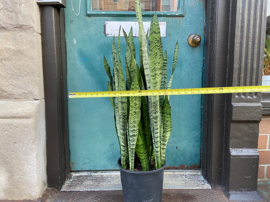 Sansevieria Zeylanica (Snake Plant) - 10" Pot - The Succulent City