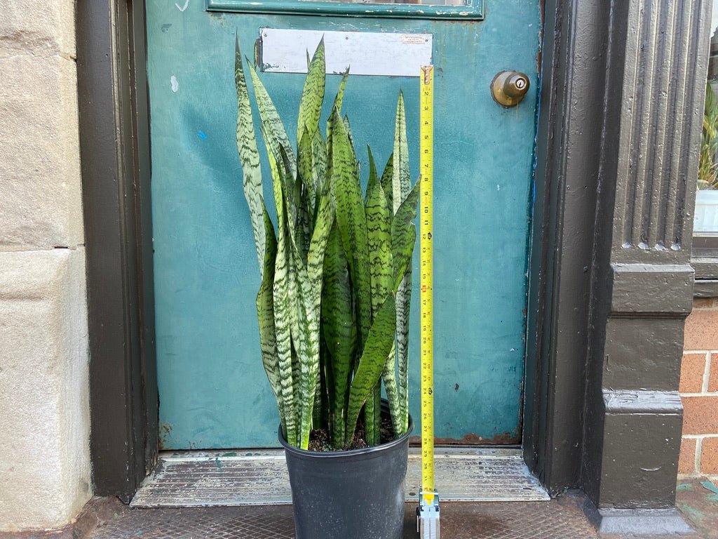 Sansevieria Zeylanica (Snake Plant) - 10" Pot - The Succulent City