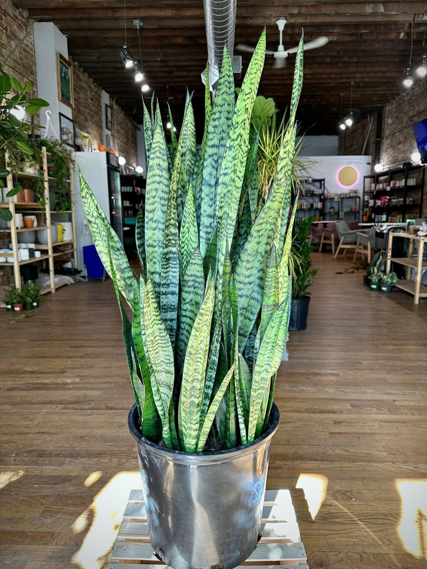 Sansevieria Zeylanica (Snake Plant) - 14" Pot - The Succulent City