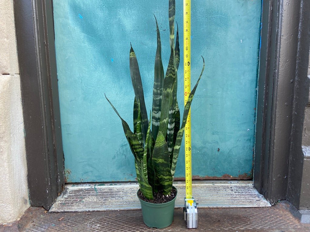 Sansevieria Zeylanica (Snake Plant) - 6" Pot - The Succulent City