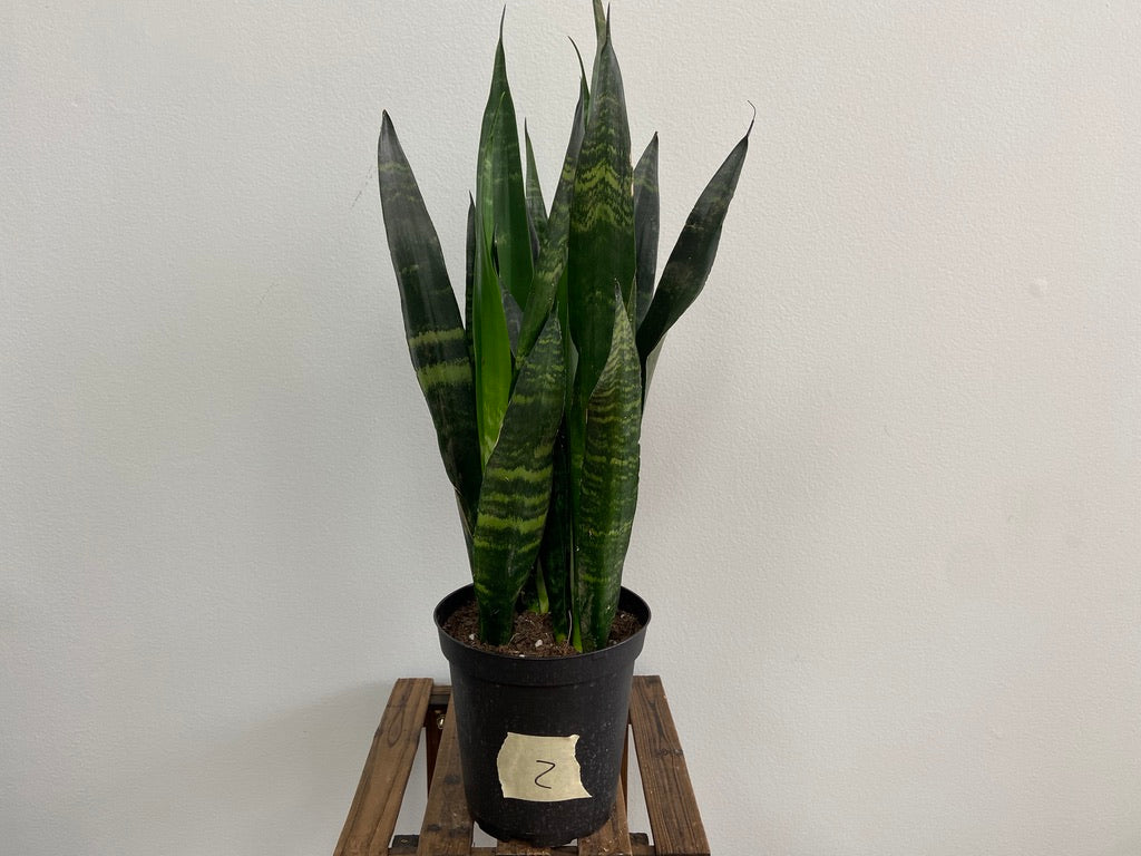 Sansevieria Zeylanica (Snake Plant) - 6" Pot - The Succulent City
