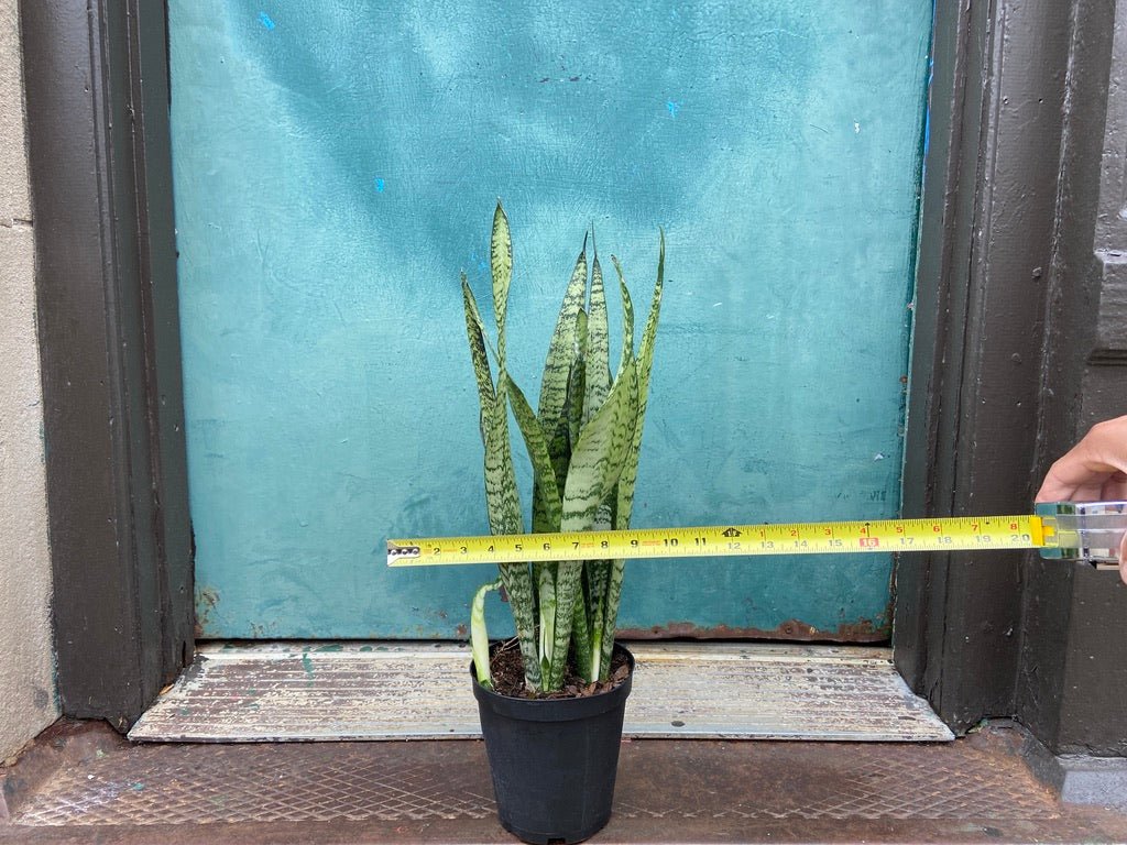 Sansevieria Zeylanica (Snake Plant) - 6" Pot - The Succulent City
