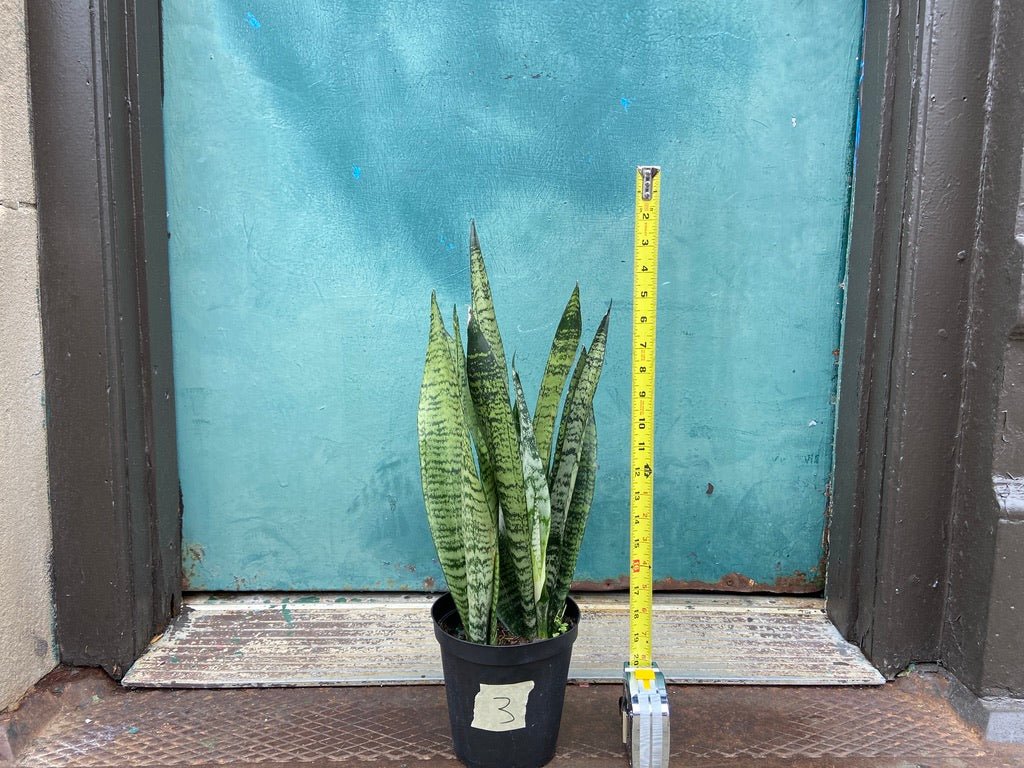 Sansevieria Zeylanica (Snake Plant) - 6" Pot - The Succulent City