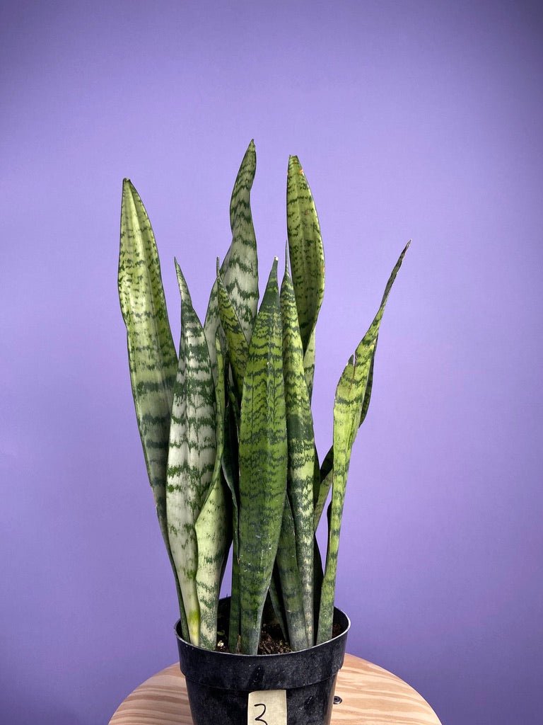 Sansevieria Zeylanica (Snake Plant) - 6" Pot - The Succulent City