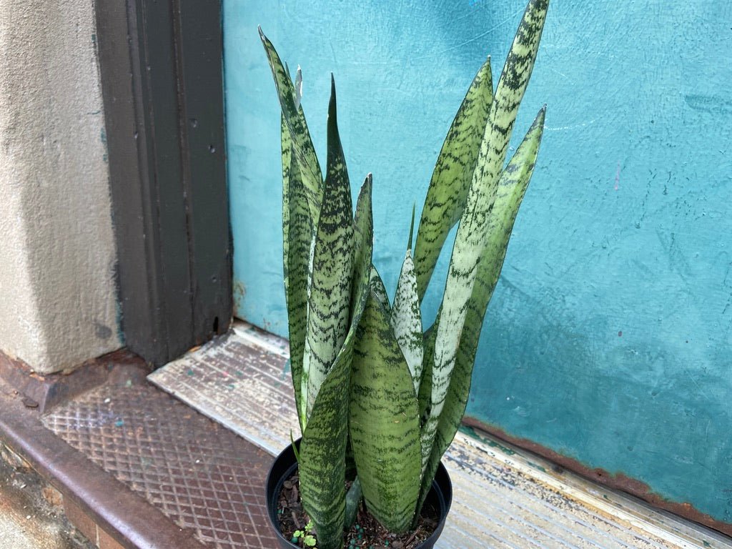 Sansevieria Zeylanica (Snake Plant) - 6" Pot - The Succulent City