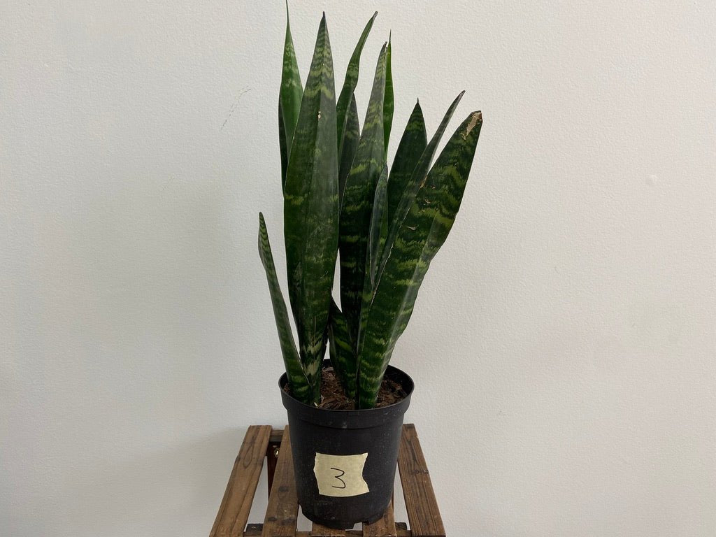 Sansevieria Zeylanica (Snake Plant) - 6" Pot - The Succulent City