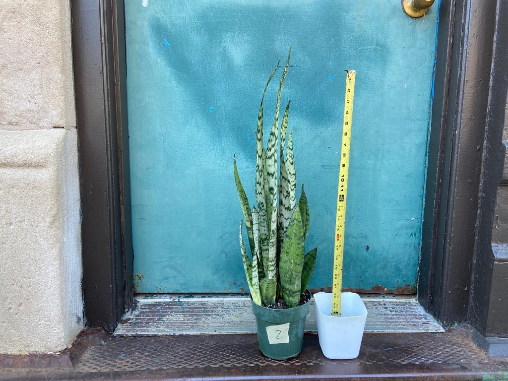Sansevieria Zeylanica (Snake Plant) - 6" Pot - The Succulent City