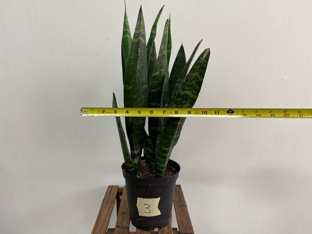 Sansevieria Zeylanica (Snake Plant) - 6" Pot - The Succulent City