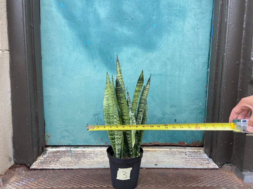Sansevieria Zeylanica (Snake Plant) - 6" Pot - The Succulent City