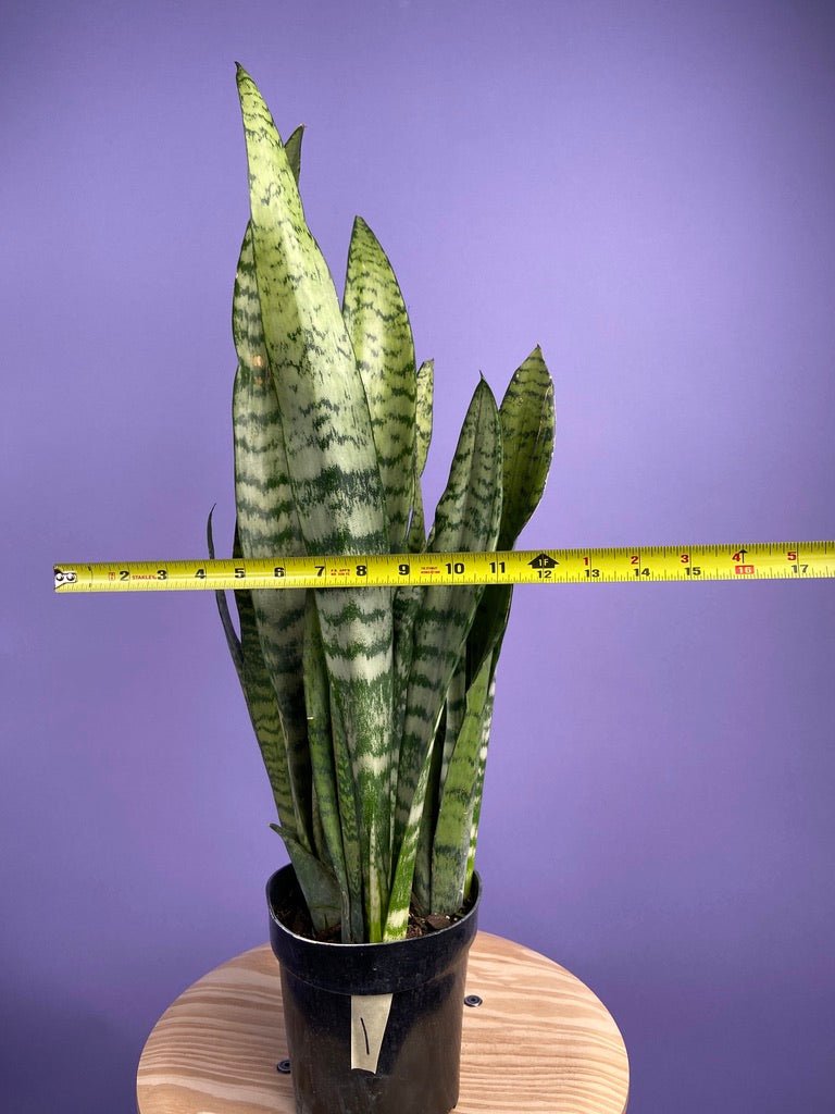 Sansevieria Zeylanica (Snake Plant) - 6" Pot - The Succulent City