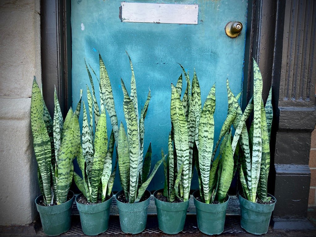 Sansevieria Zeylanica (Snake Plant) - 6" Pot - The Succulent City