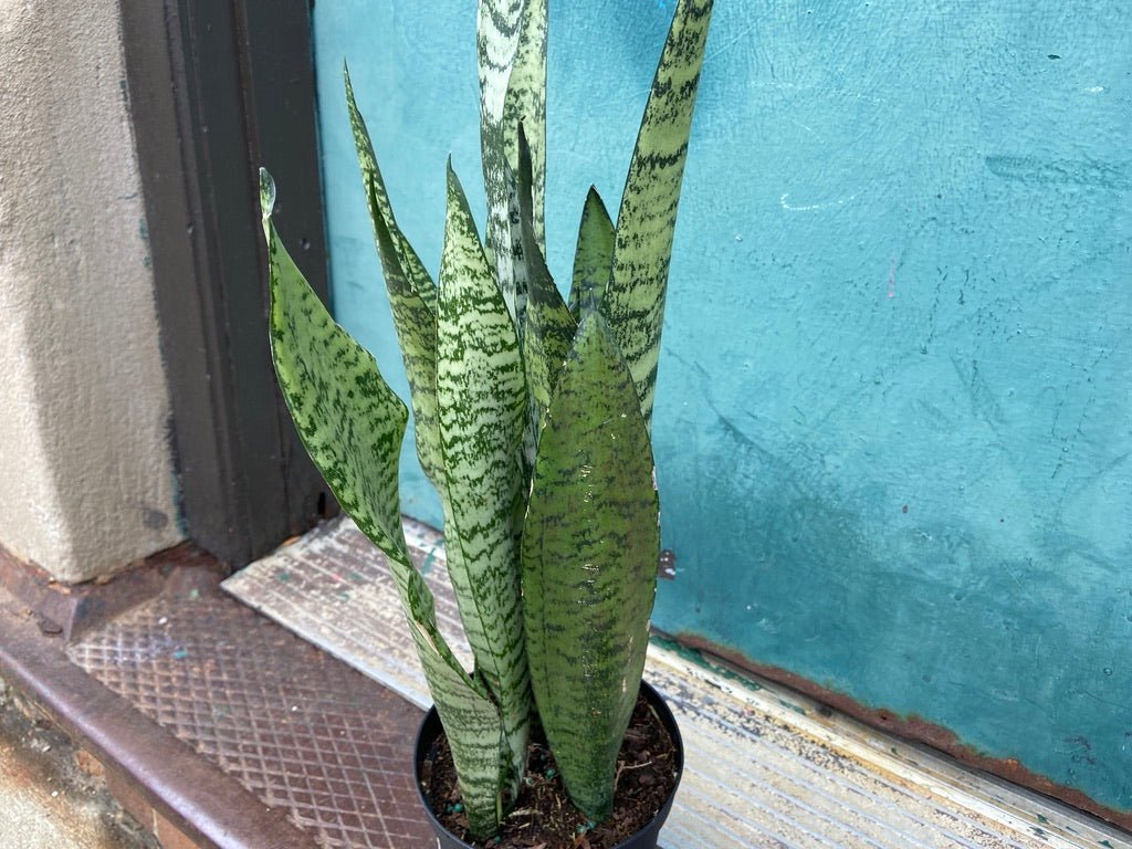 Sansevieria Zeylanica (Snake Plant) - 6" Pot - The Succulent City