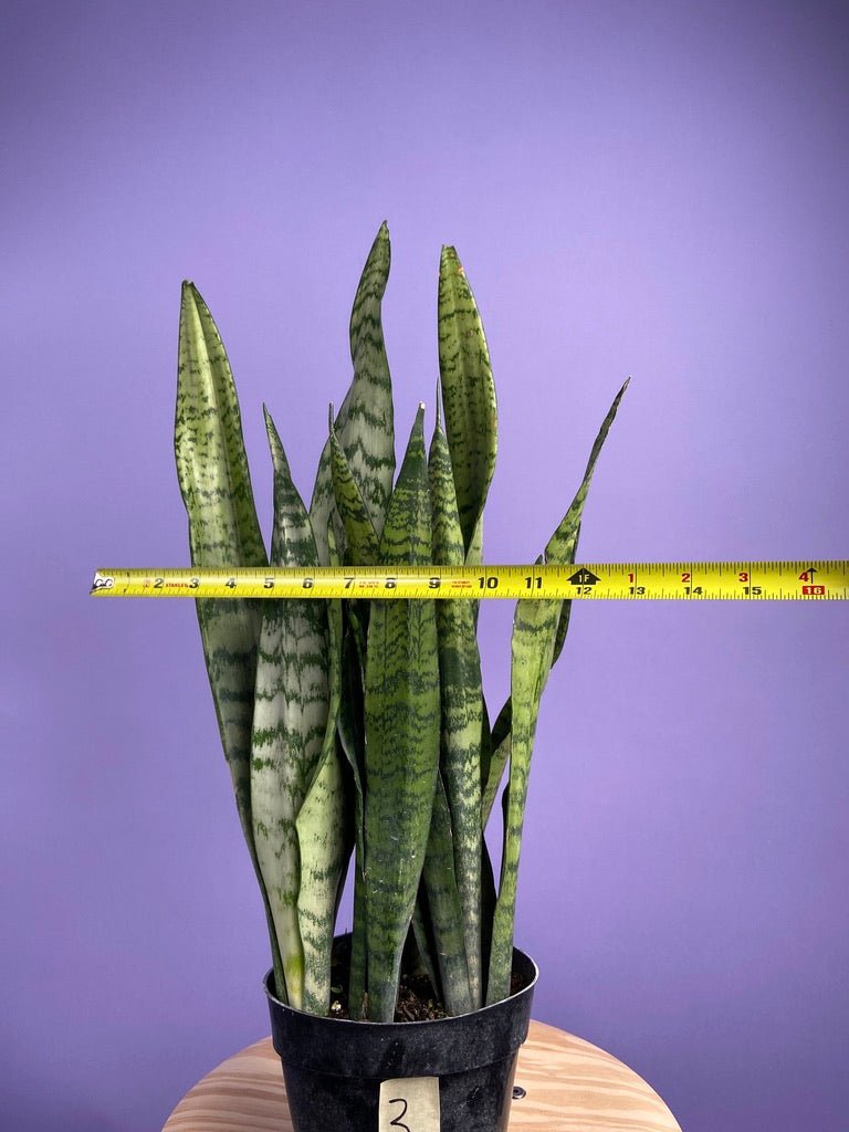 Sansevieria Zeylanica (Snake Plant) - 6" Pot - The Succulent City