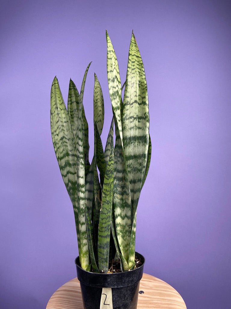 Sansevieria Zeylanica (Snake Plant) - 6" Pot - The Succulent City