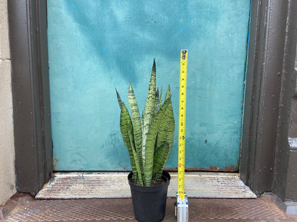 Sansevieria Zeylanica (Snake Plant) - 6" Pot - The Succulent City