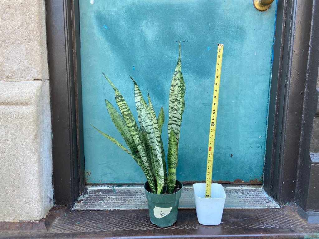 Sansevieria Zeylanica (Snake Plant) - 6" Pot - The Succulent City