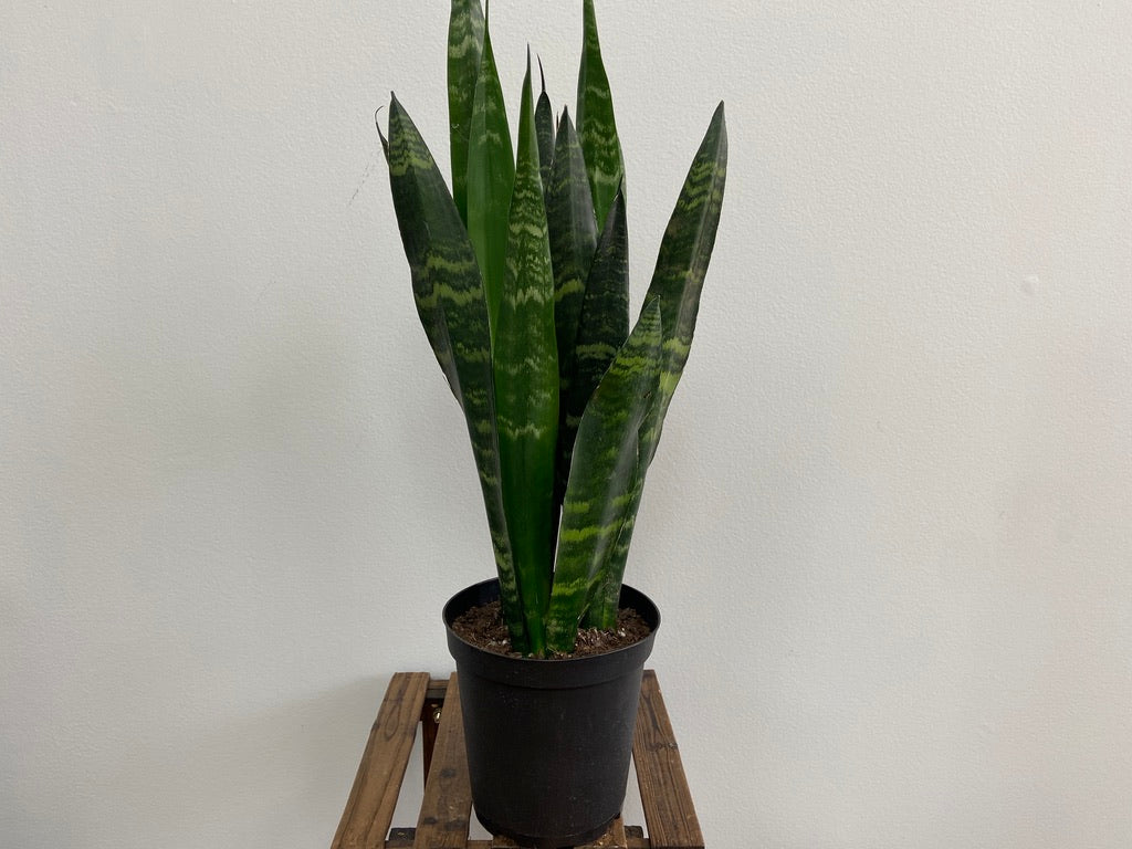 Sansevieria Zeylanica (Snake Plant) - 6" Pot - The Succulent City