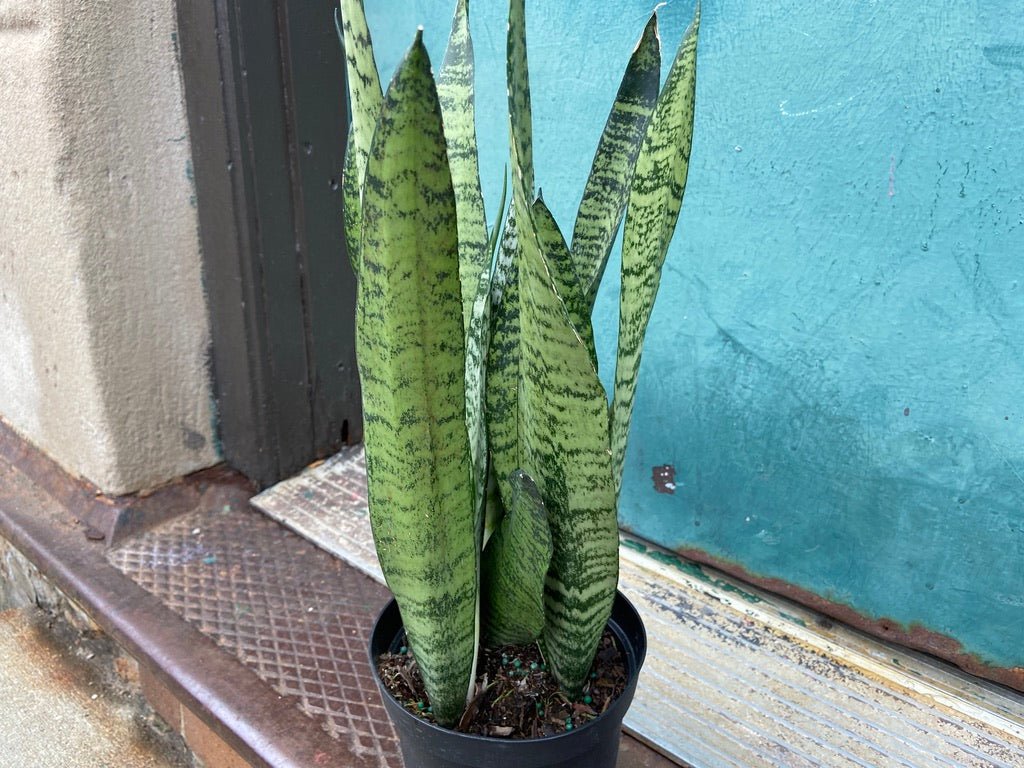 Sansevieria Zeylanica (Snake Plant) - 6" Pot - The Succulent City