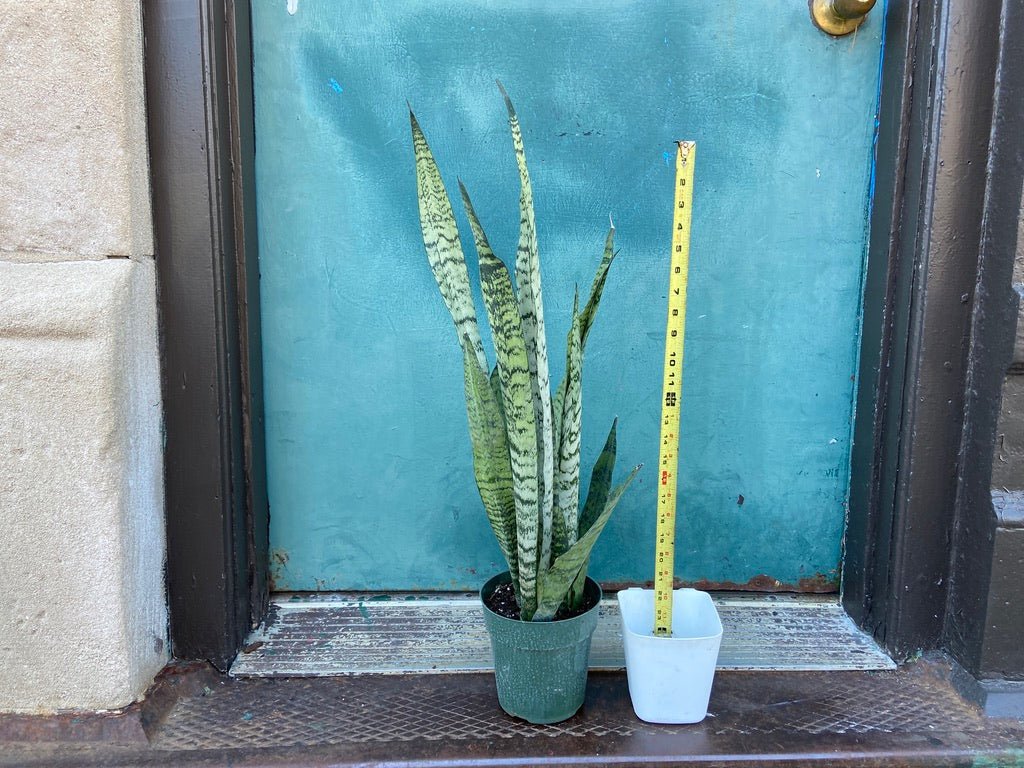 Sansevieria Zeylanica (Snake Plant) - 6" Pot - The Succulent City
