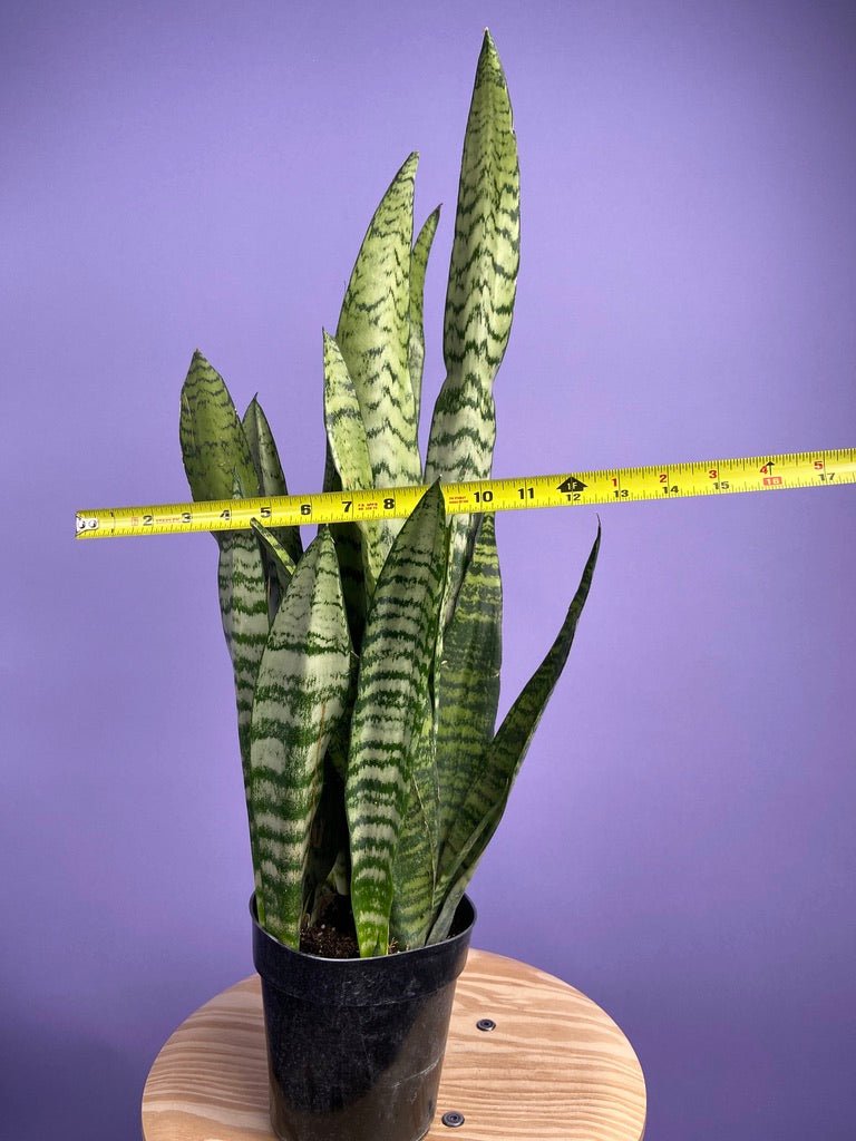 Sansevieria Zeylanica (Snake Plant) - 6" Pot - The Succulent City