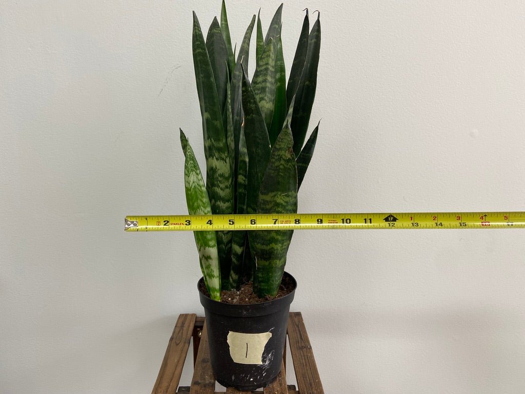 Sansevieria Zeylanica (Snake Plant) - 6" Pot - The Succulent City
