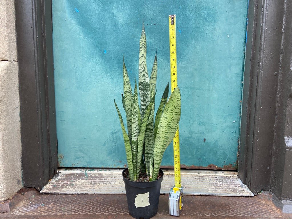 Sansevieria Zeylanica (Snake Plant) - 6" Pot - The Succulent City