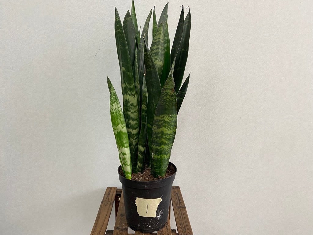 Sansevieria Zeylanica (Snake Plant) - 6" Pot - The Succulent City