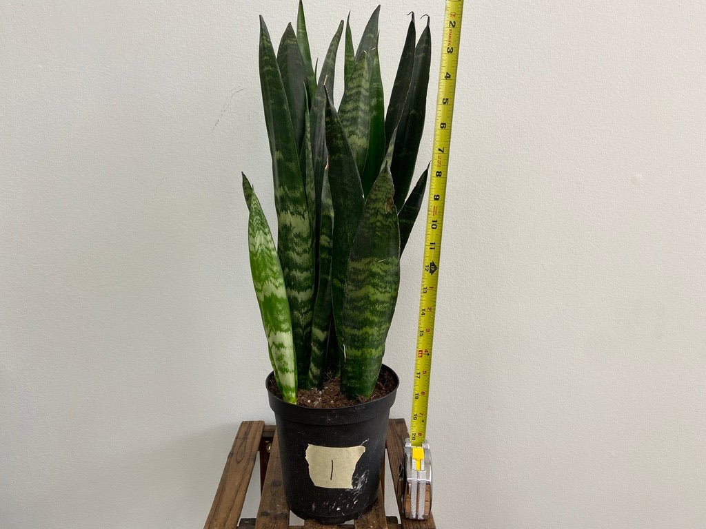Sansevieria Zeylanica (Snake Plant) - 6" Pot - The Succulent City