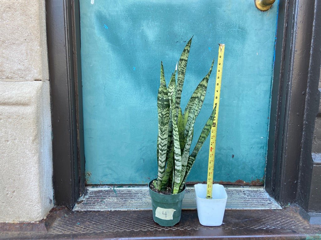 Sansevieria Zeylanica (Snake Plant) - 6" Pot - The Succulent City