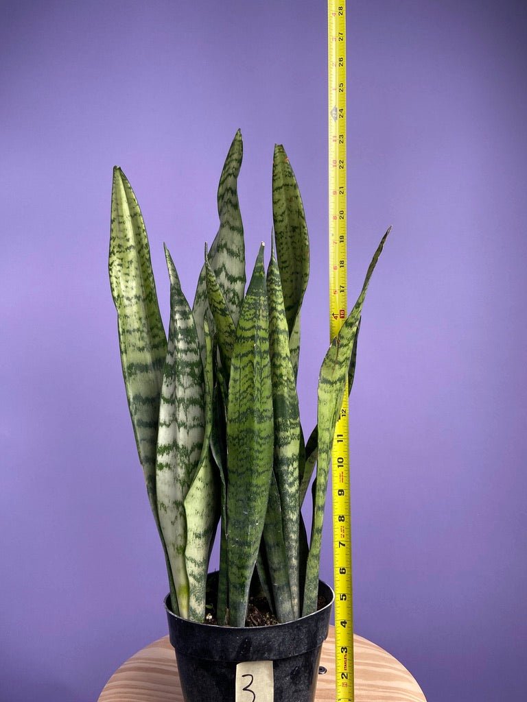 Sansevieria Zeylanica (Snake Plant) - 6" Pot - The Succulent City