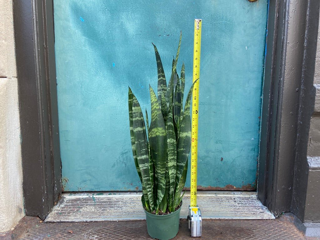 Sansevieria Zeylanica (Snake Plant) - 6" Pot - The Succulent City