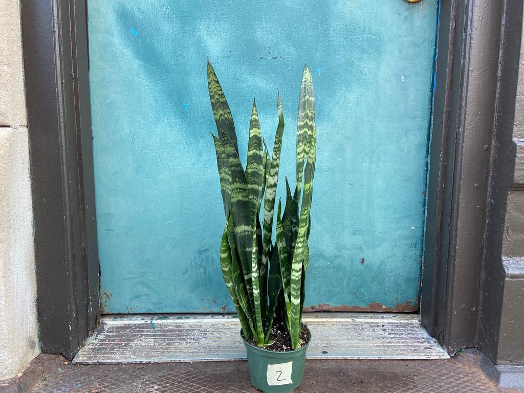 Sansevieria Zeylanica (Snake Plant) - 6" Pot - The Succulent City