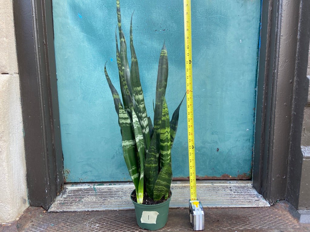 Sansevieria Zeylanica (Snake Plant) - 6" Pot - The Succulent City