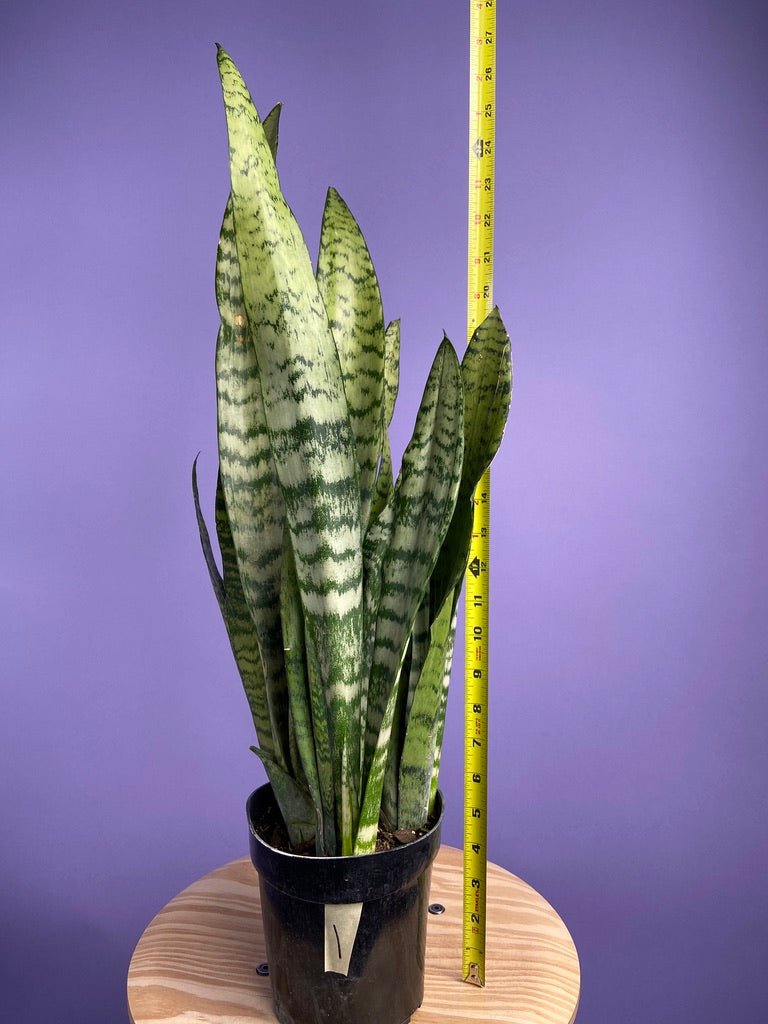 Sansevieria Zeylanica (Snake Plant) - 6" Pot - The Succulent City