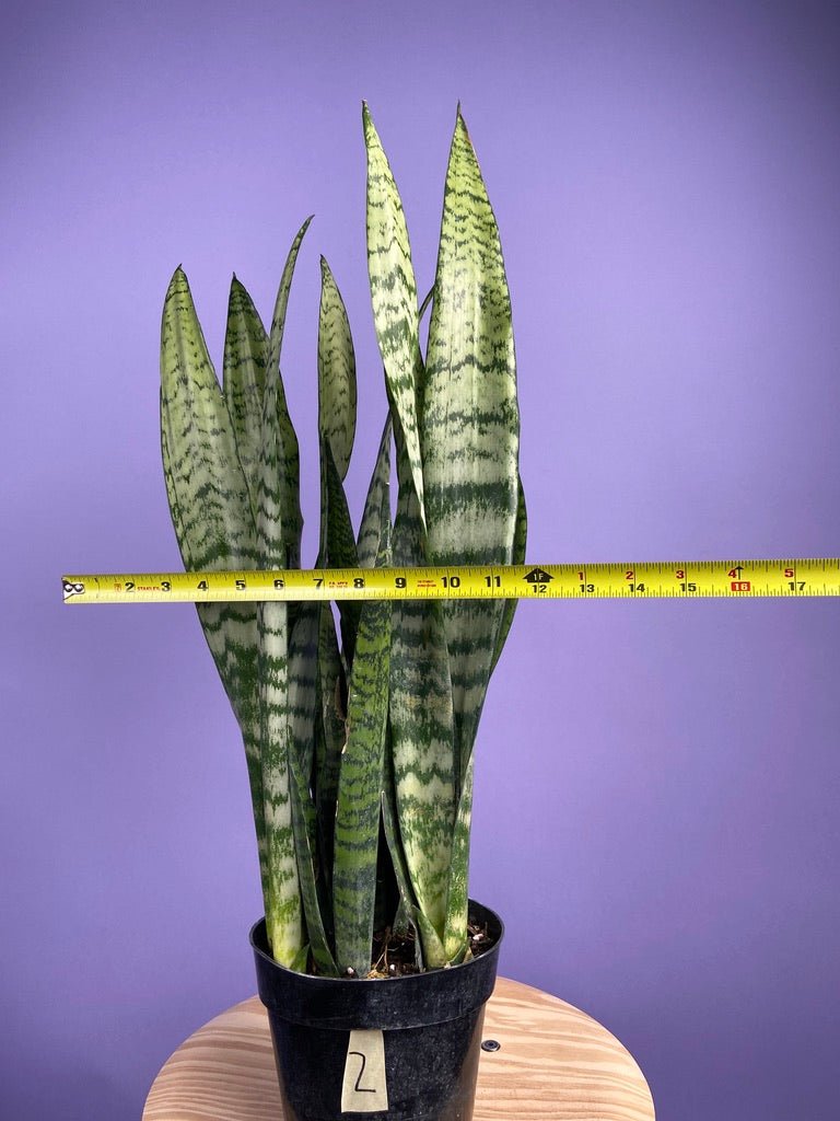 Sansevieria Zeylanica (Snake Plant) - 6" Pot - The Succulent City