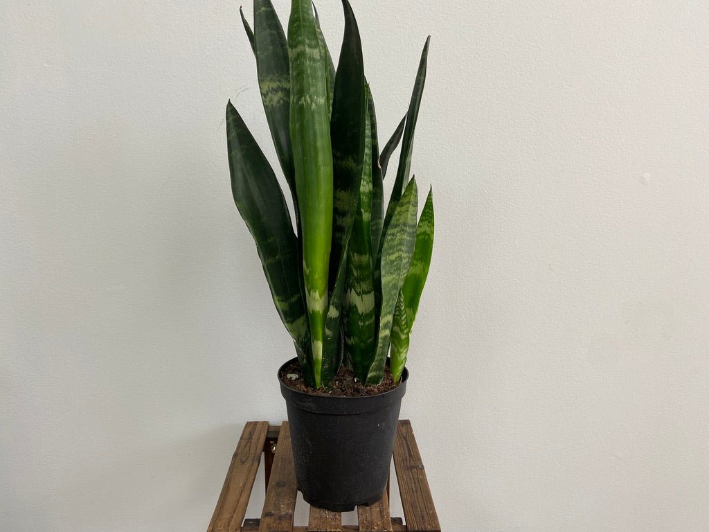 Sansevieria Zeylanica (Snake Plant) - 6" Pot - The Succulent City