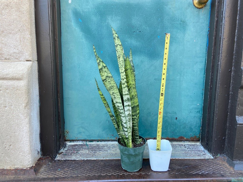 Sansevieria Zeylanica (Snake Plant) - 6" Pot - The Succulent City