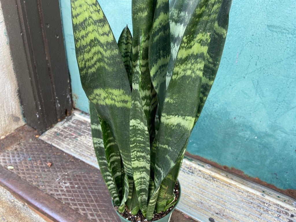 Sansevieria Zeylanica (Snake Plant) - 6" Pot - The Succulent City