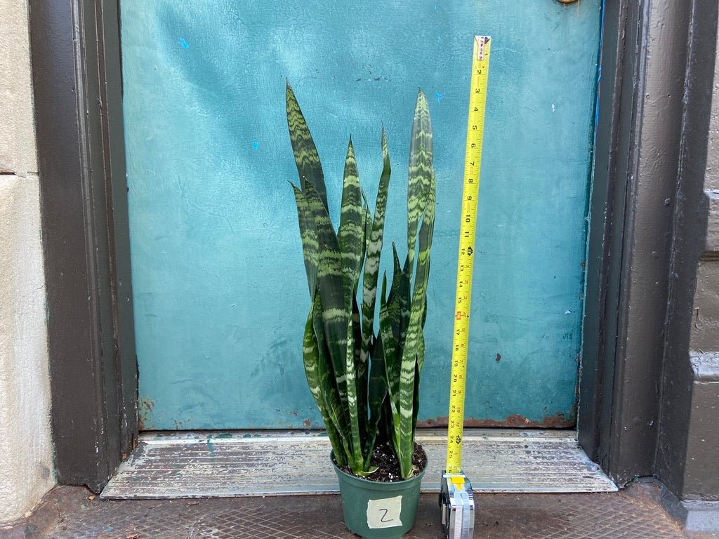 Sansevieria Zeylanica (Snake Plant) - 6" Pot - The Succulent City