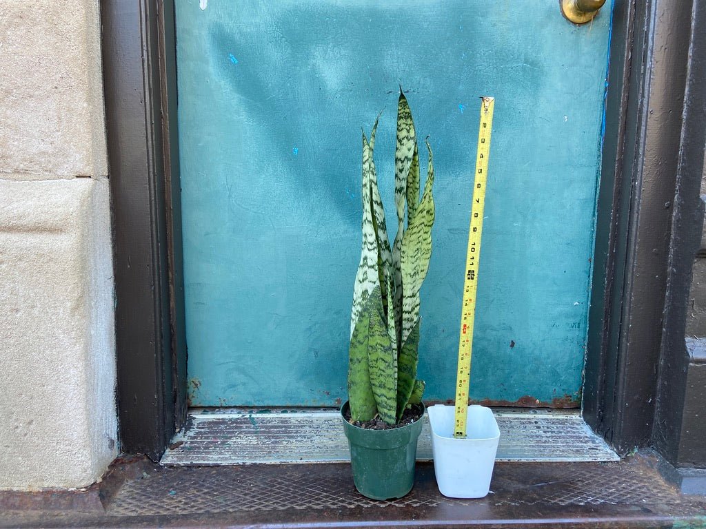 Sansevieria Zeylanica (Snake Plant) - 6" Pot - The Succulent City