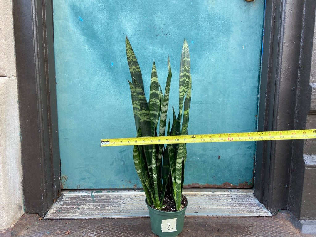 Sansevieria Zeylanica (Snake Plant) - 6" Pot - The Succulent City