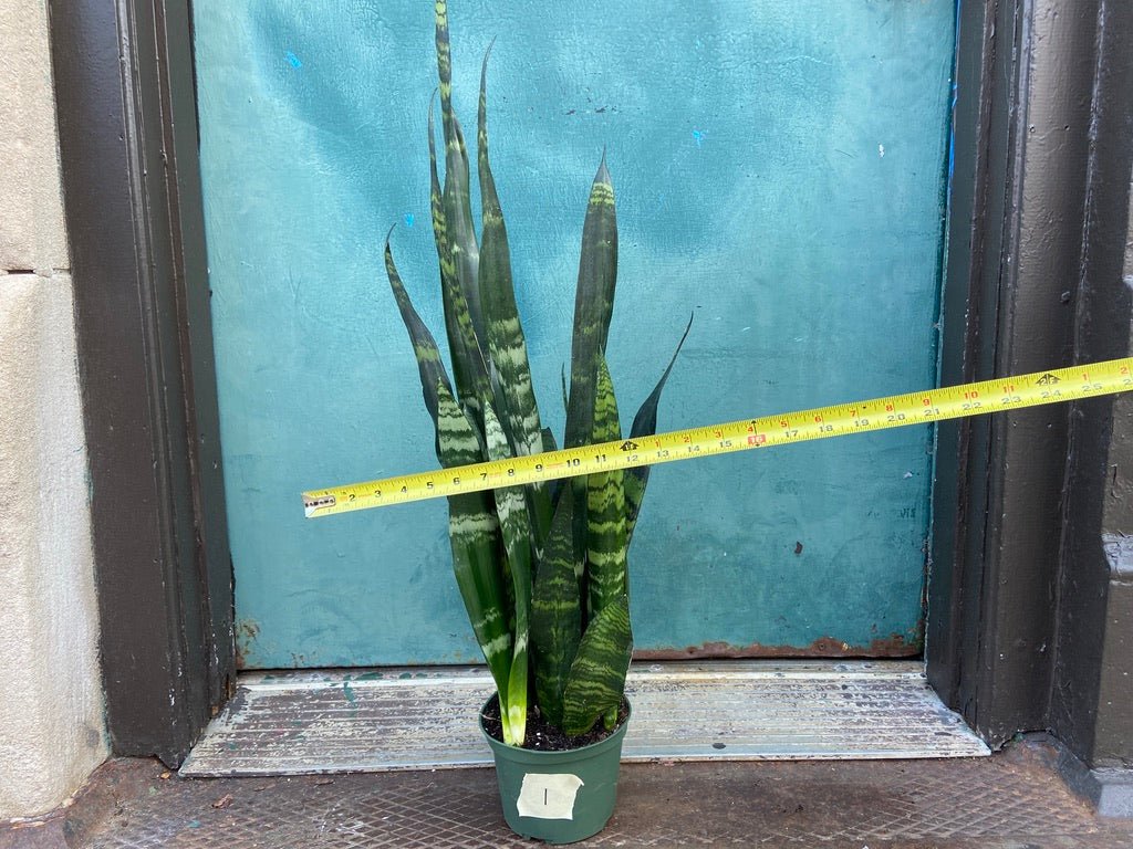 Sansevieria Zeylanica (Snake Plant) - 6" Pot - The Succulent City