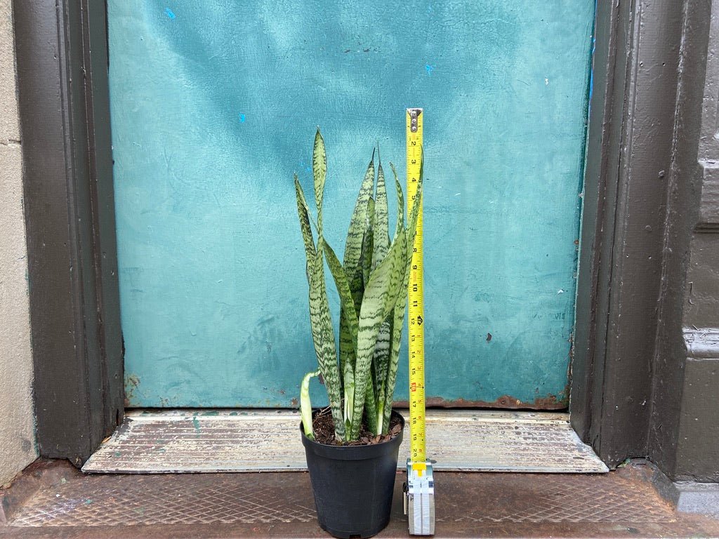 Sansevieria Zeylanica (Snake Plant) - 6" Pot - The Succulent City