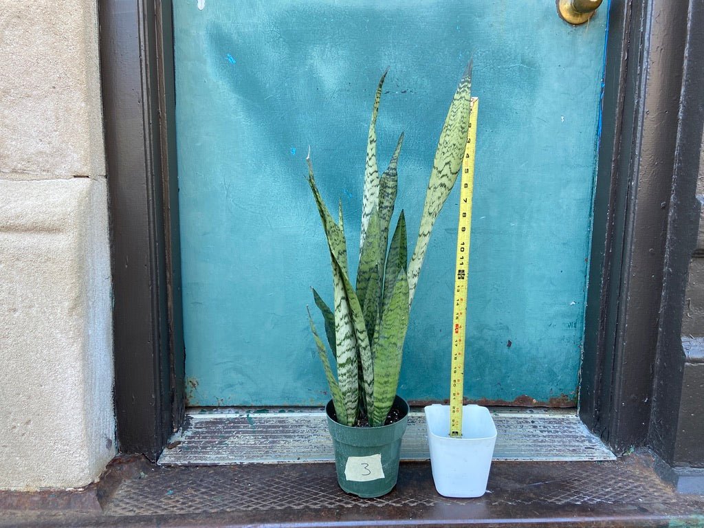 Sansevieria Zeylanica (Snake Plant) - 6" Pot - The Succulent City