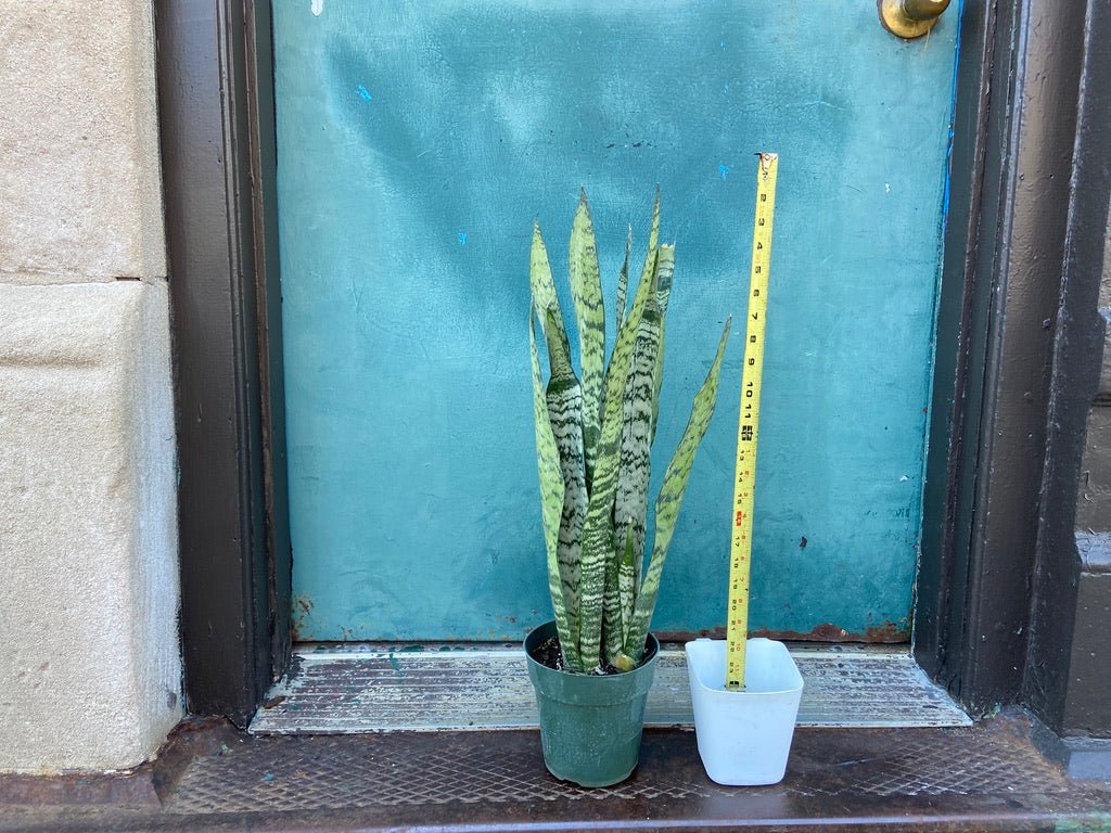 Sansevieria Zeylanica (Snake Plant) - 6" Pot - The Succulent City